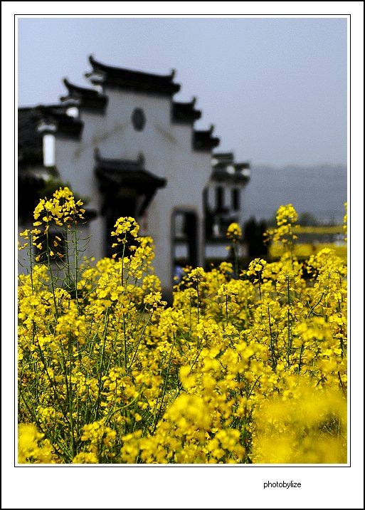 又见菜花 摄影 利泽