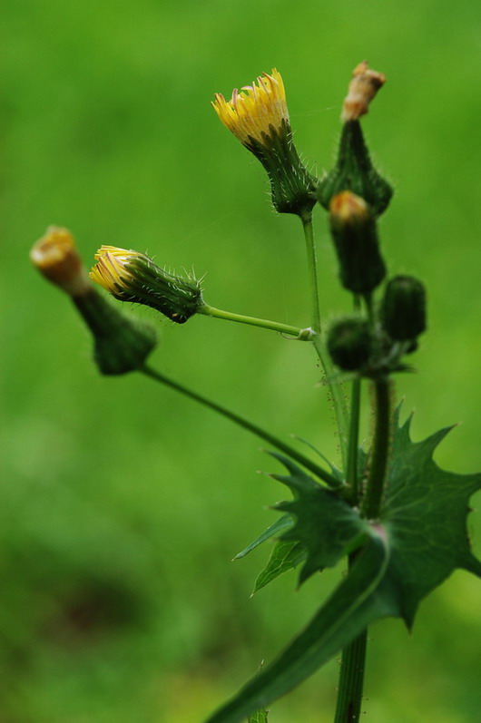 花卉 摄影 xrliang