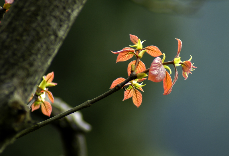 春芽 摄影 元甲