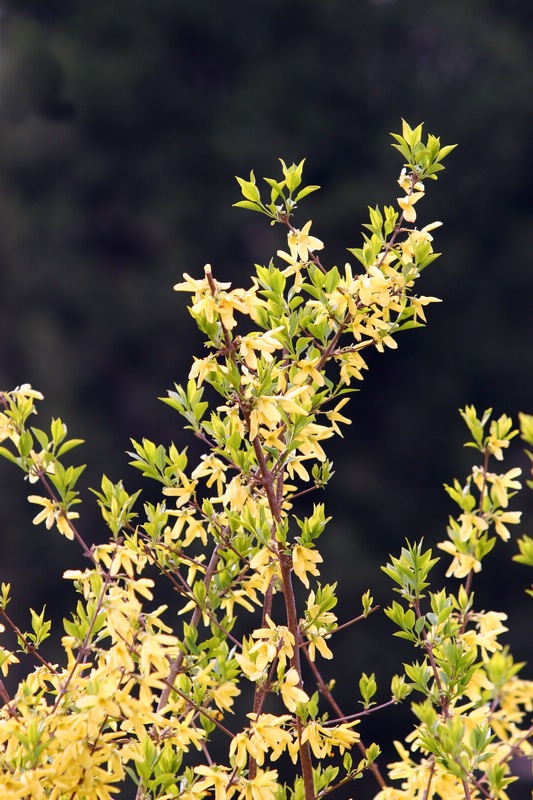 迎春花 摄影 陈立峰