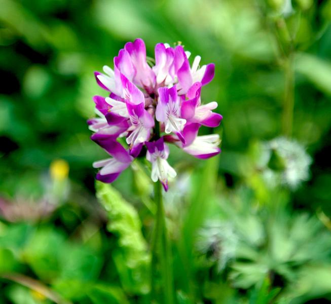 小花 摄影 梅花