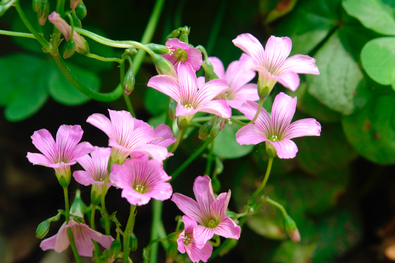 紫色小花 摄影 梅森