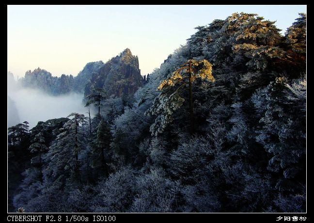 夕阳雪松 摄影 nan97