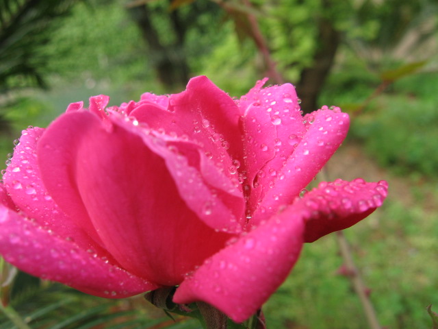 花开富贵 摄影 山村大夫