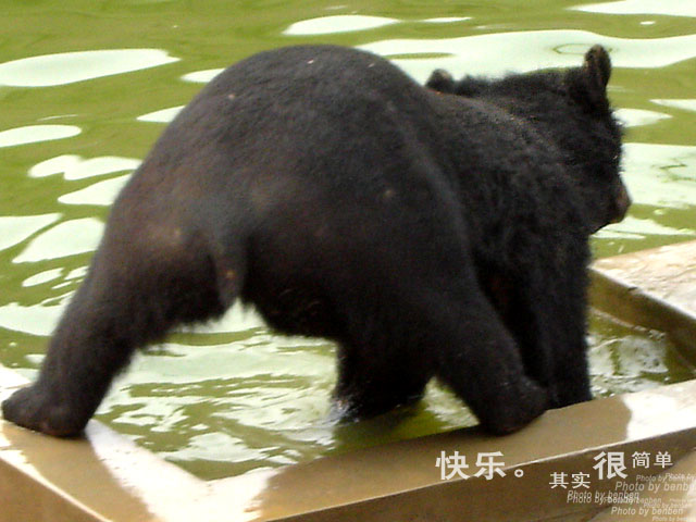 简单快乐 摄影 初五笨笨