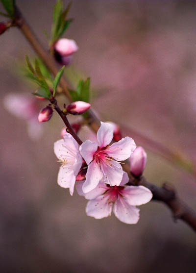 "春"桃花 摄影 飓风