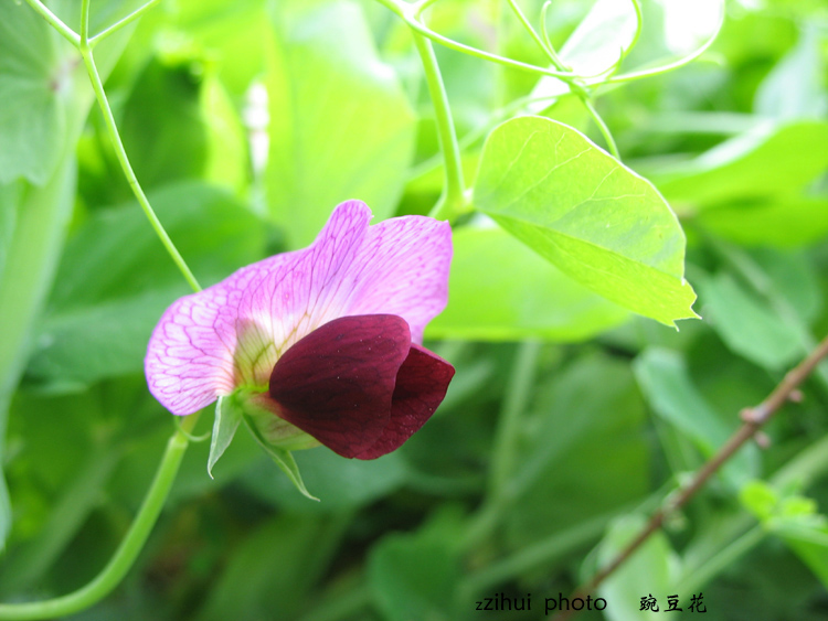 豌豆花 摄影 子惠