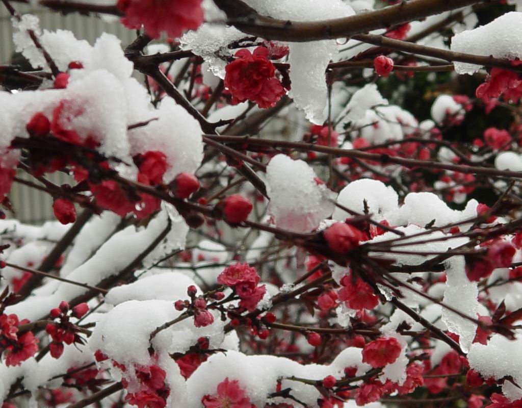 四月雪压桃花 摄影 岗南水之韵