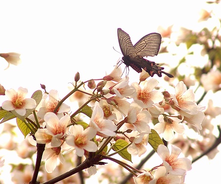 花为蝶开，蝶因花舞 摄影 昱君