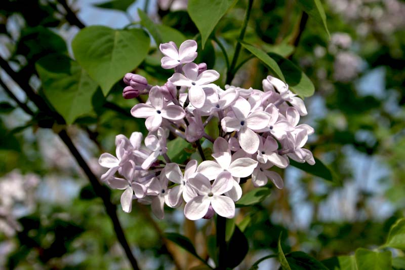 丁香花 摄影 江河源