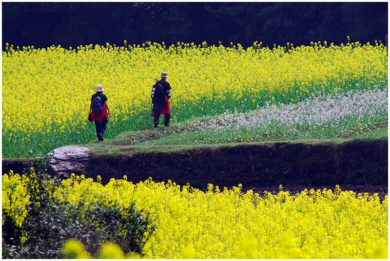 田园春色 摄影 天地人