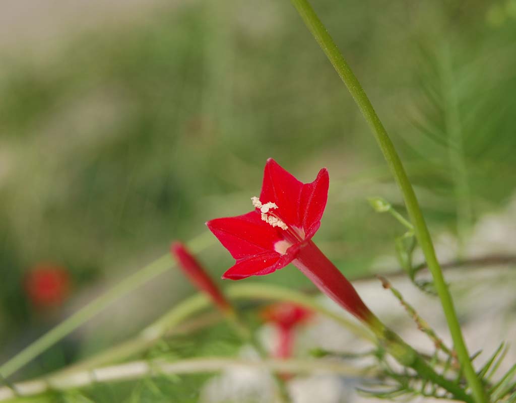 五星花 摄影 风动