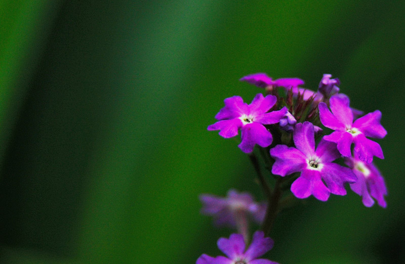 山花 摄影 惬意狄