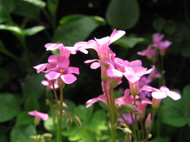 无名花 摄影 山村大夫