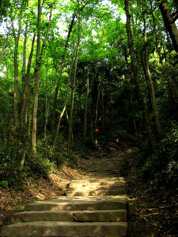 林荫大道 摄影 丫爪