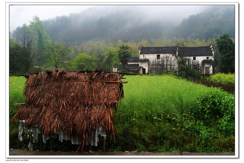 春雨 摄影 劲风