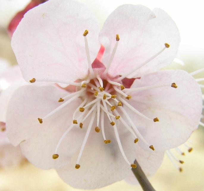 春花 摄影 秋风福地