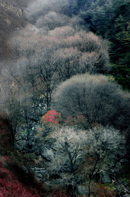 泰山小景 摄影 虚实