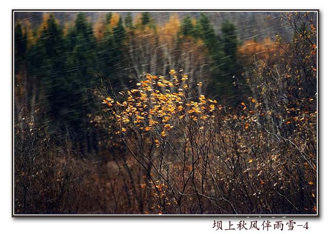 坝上秋风伴雨雪-4 摄影 半影老人