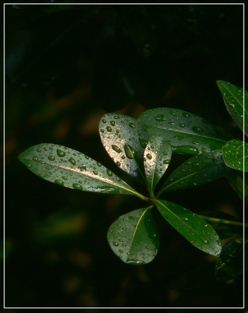 雨后 摄影 狼游色海