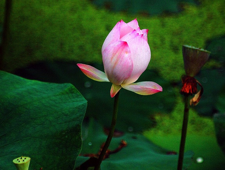 水中芭蕾 摄影 酥油茶