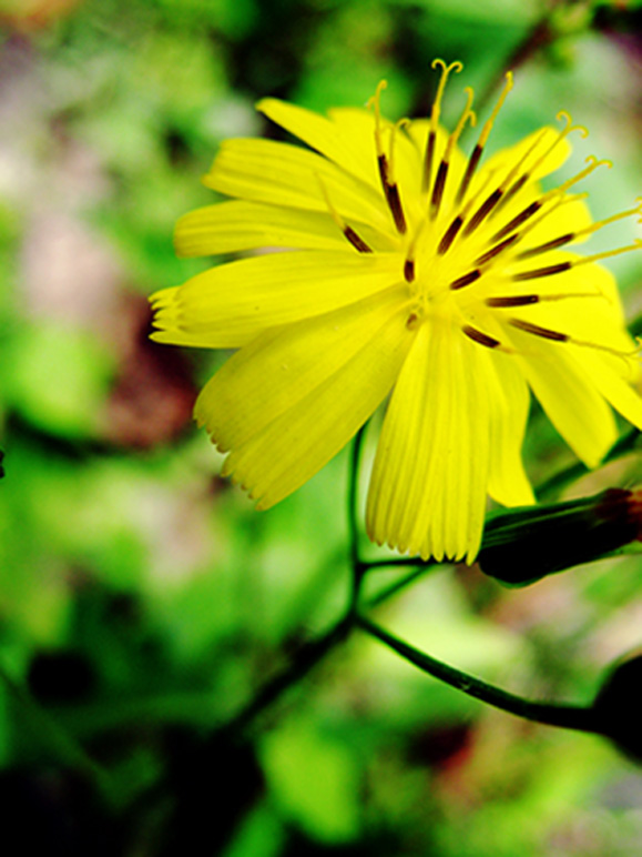 小花 摄影 .花非花.