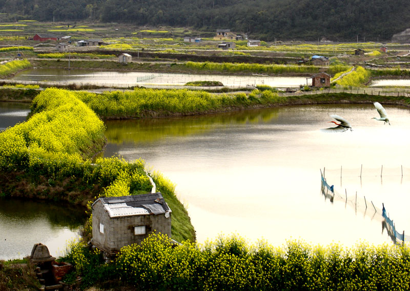 乡村春早 摄影 西山老狐