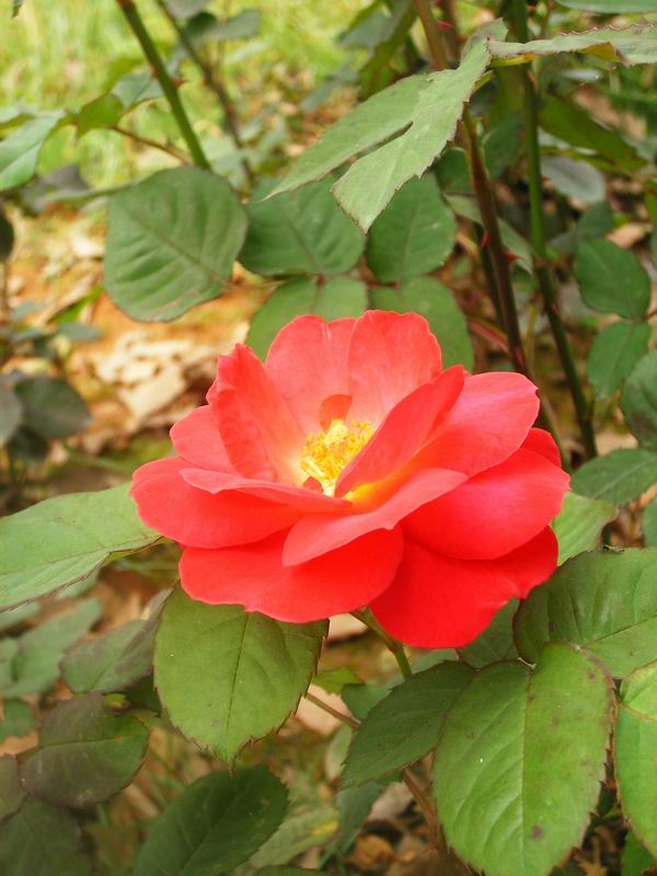 玫瑰花 摄影 小港湾