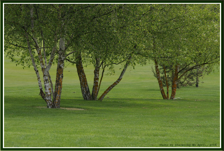 Green and Tree 摄影 icet