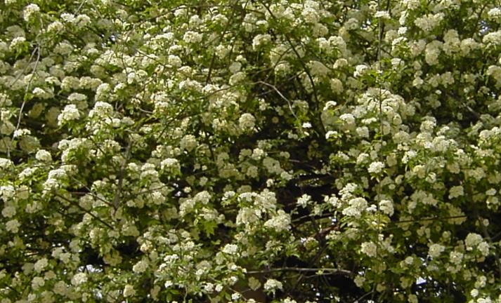 木香花开 摄影 野狼溜