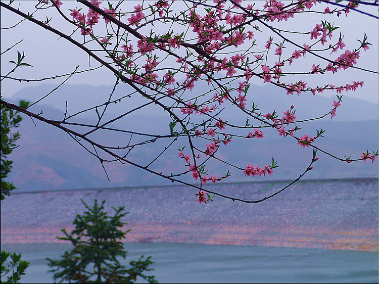 桃花岸 摄影 sunrise2006