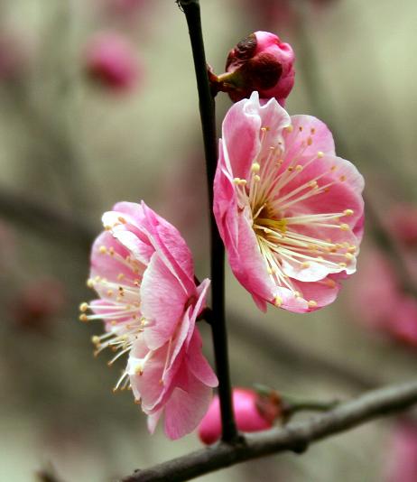 梅花图 摄影 梅花