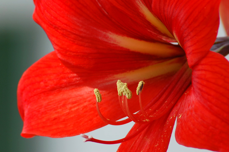 花蕊 摄影 杰艺