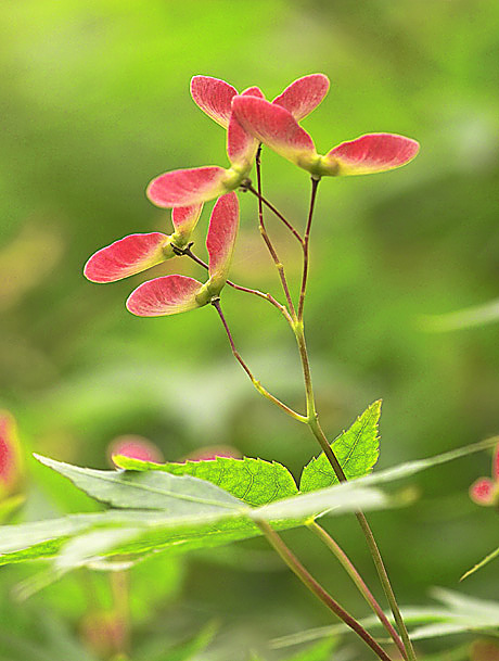 元宝枫 摄影 huaying