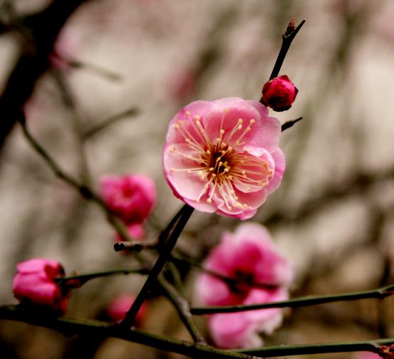 梅花图 摄影 梅花