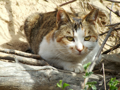 猫 摄影 梨梨