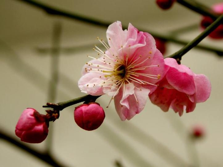 梅花图 摄影 梅花