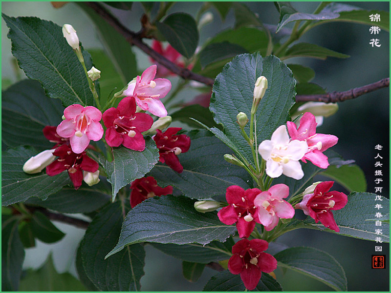 《锦带花》 摄影 老人头