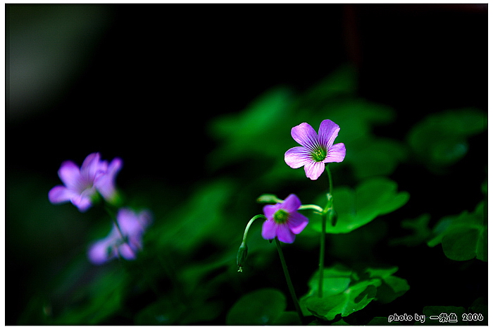 五月花 摄影 一条鱼