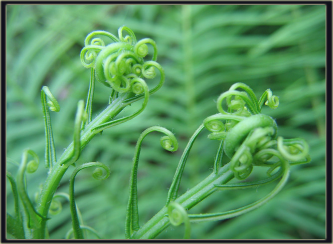 绿韵 摄影 悠悠草