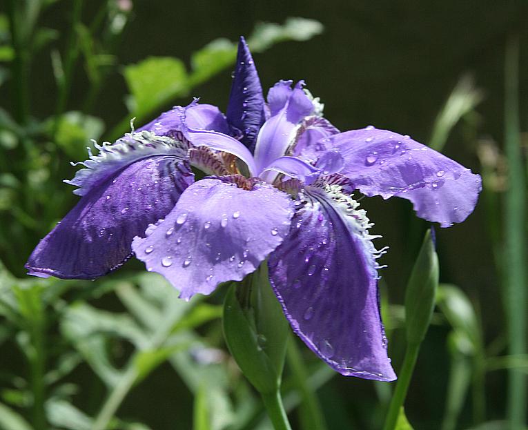 鸢尾花 摄影 梅花