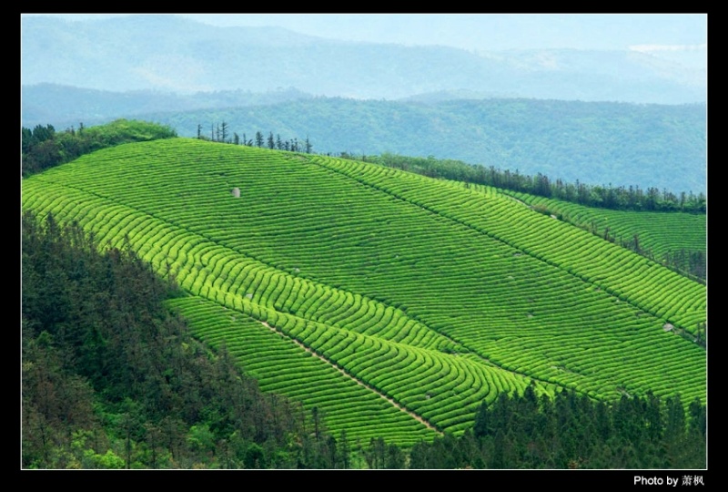 福泉山茶园 摄影 ner