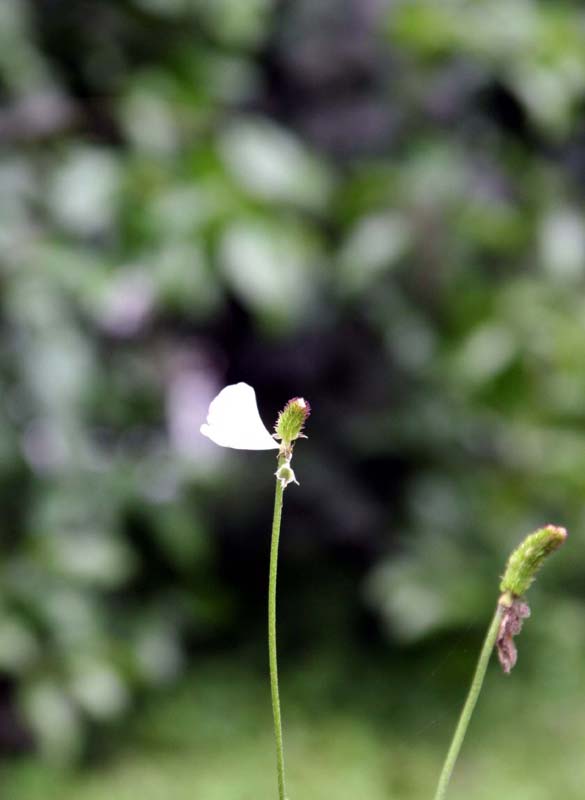 独傲 摄影 阿易