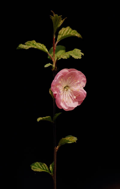 小花 摄影 jufeng