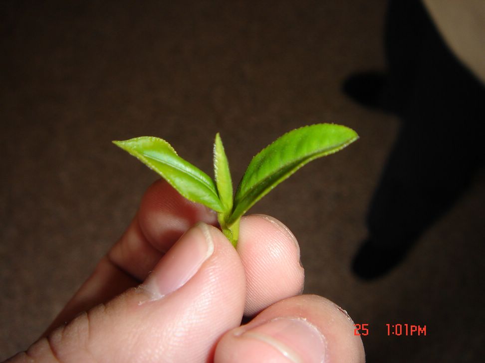 龙井茶嫩芽 摄影 追梦男孩儿