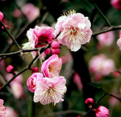 梅花图 摄影 梅花