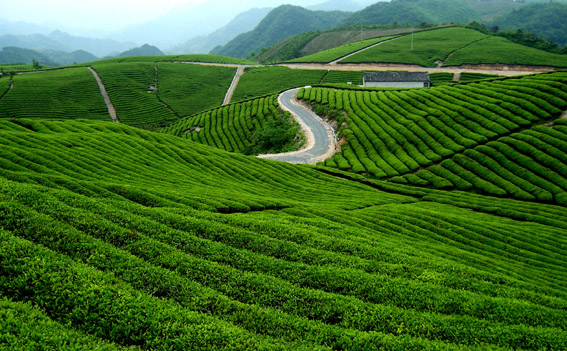 青青茶园 摄影 岚山