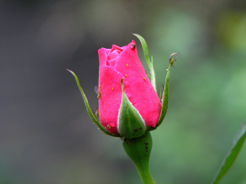 小虫与花蕾 摄影 阿乐