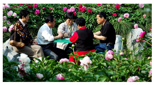 花开时节-玩打牌 摄影 无声