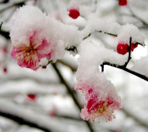 雪梅图 摄影 梅花